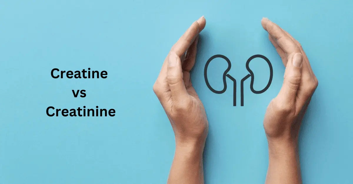 Difference between creatine and creatinine