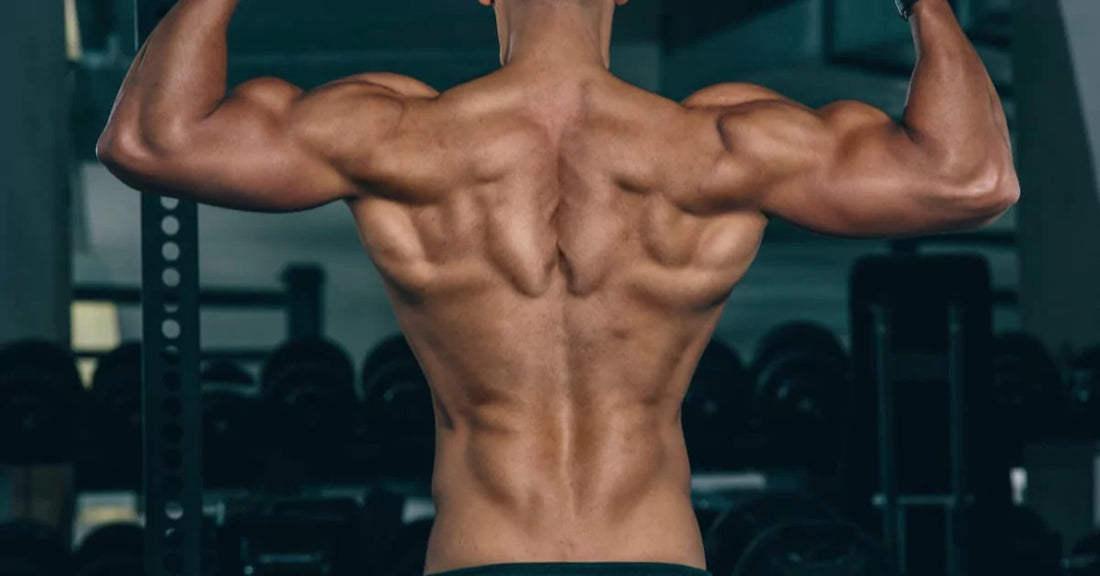 Are creatine steroids?
